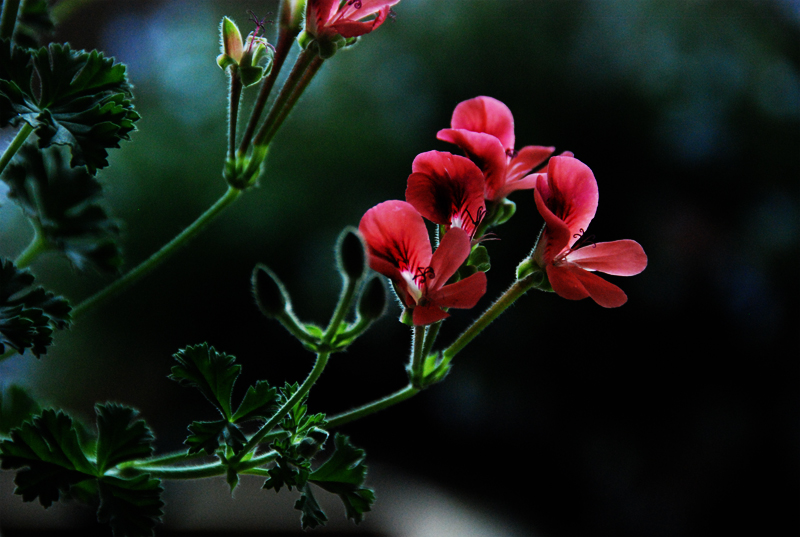花1.jpg