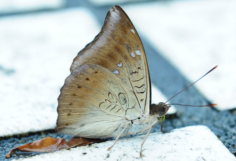 ì̵ Euthalia aconthea (Cramer) 