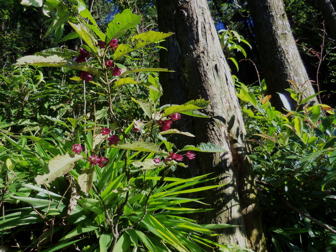 100_0142白花灯笼-0.jpg