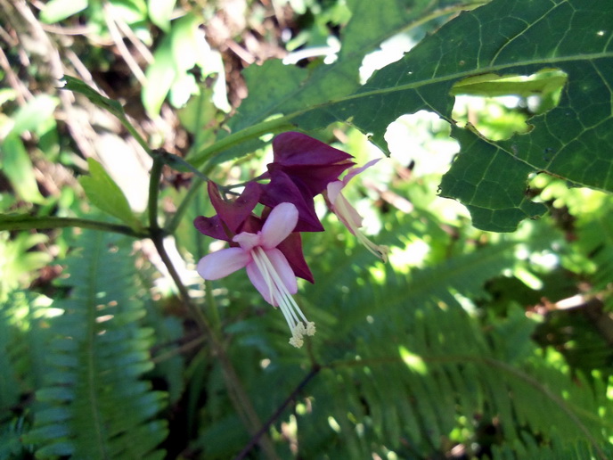 100_0161白花灯笼-0.jpg