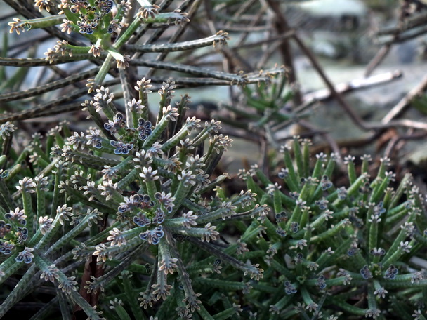 DSCF6112-0.jpg