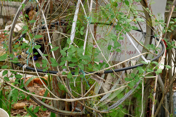 植物9枸杞.jpg