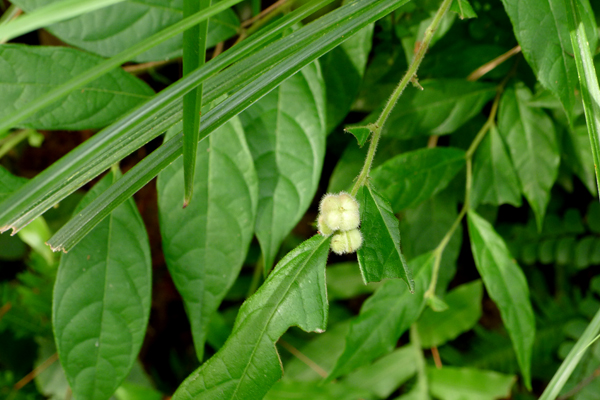 植物3算盘子.jpg