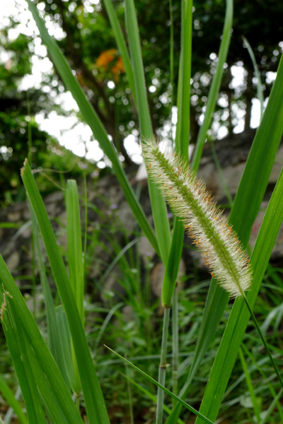 植物6金边狗尾.jpg