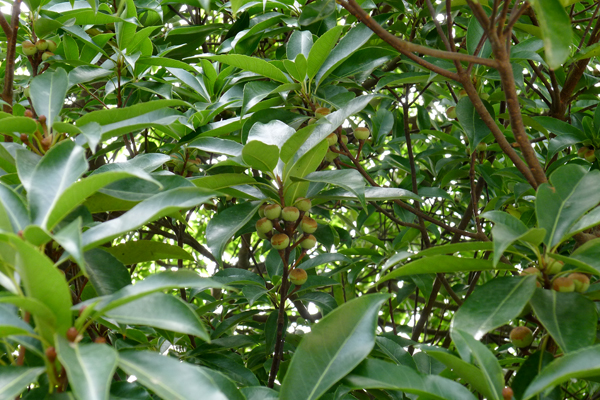 植物10子弹.jpg