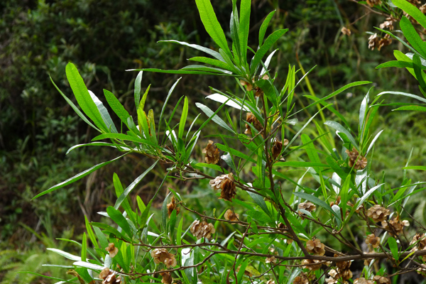 植物，车桑子（雌）.jpg