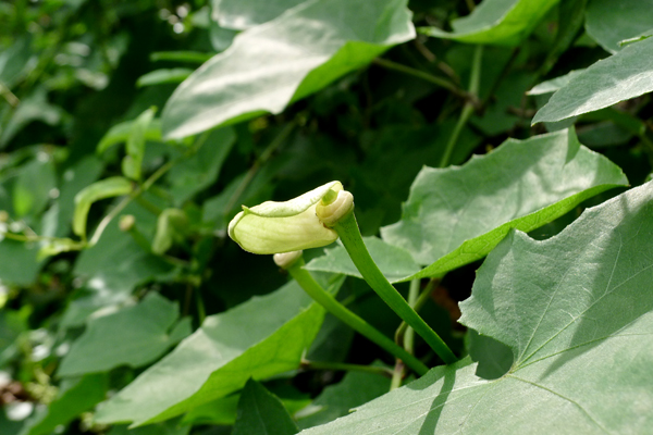 植物，大花老鸦嘴2.jpg
