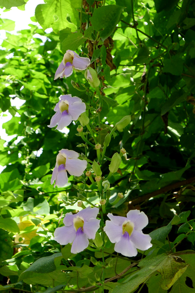 植物，大花老鸦嘴.jpg