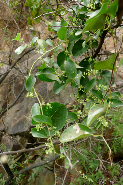 植物，木防子？.jpg