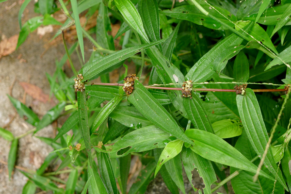 植物，糯米团.jpg