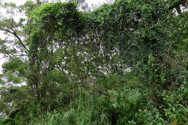 植物求名4.jpg