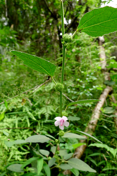 植物求名2.jpg