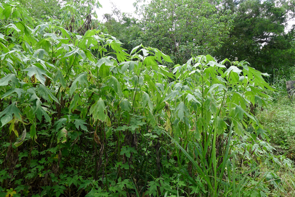 植物求名.jpg