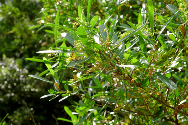 植物车桑子（雄）.jpg