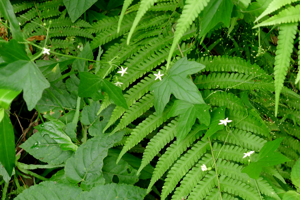 植物，马交儿？.jpg