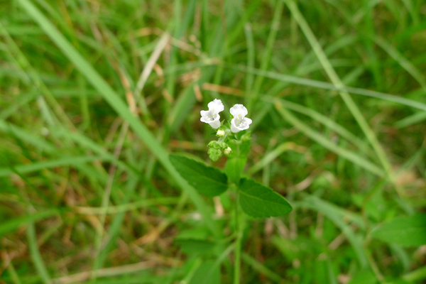 植物求名5.jpg