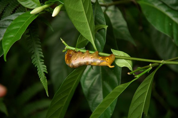 DSC_5973_夹竹桃天蛾_副本.jpg