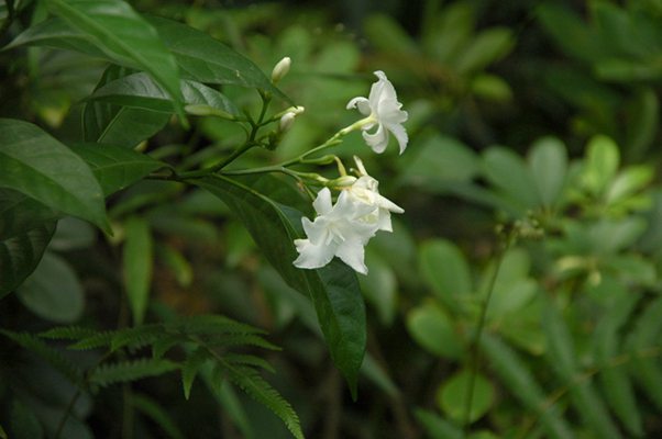 DSC_5968_狗牙花_副本_副本.jpg