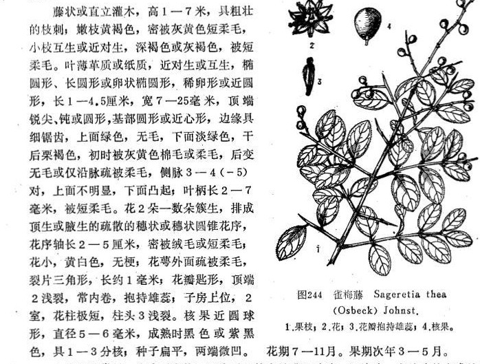 雀梅藤.jpg