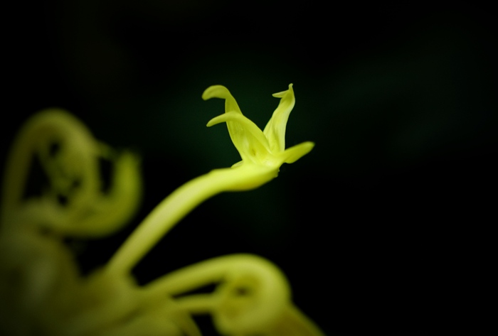 DSC_7179_凤舞龙爪.jpg