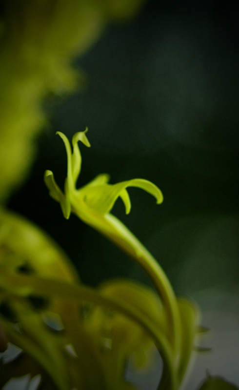 DSC_7166_凤舞龙爪.jpg