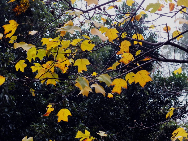 DSCF9398鱣0.jpg