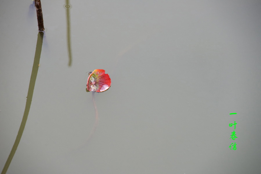 DSC_0742-2_调整大小.jpg