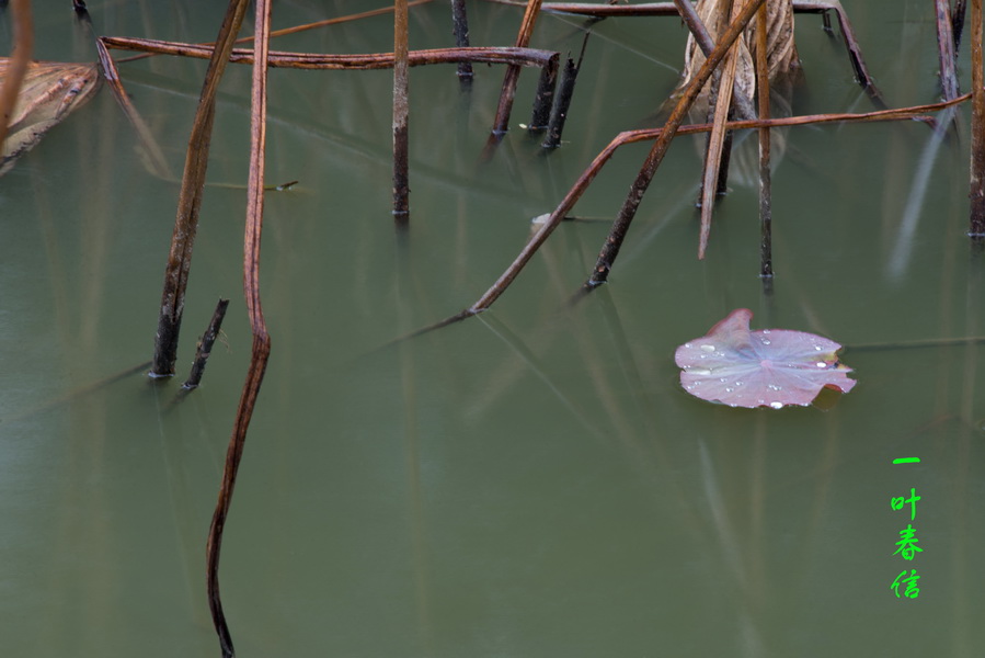 DSC_0811-1_调整大小.jpg