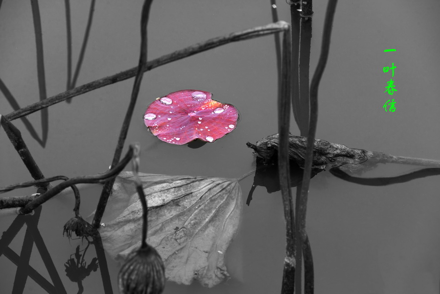 DSC_0767-2_调整大小.jpg