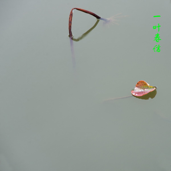 DSC_0837一叶春信-1_调整大小.jpg