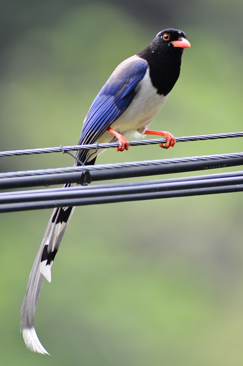 DSC_5168_副本.jpg