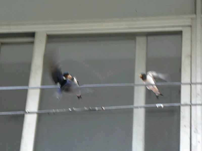 2014_06_11 419b.jpg