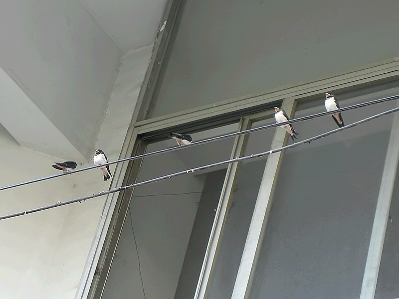 2014_06_11 404b.jpg