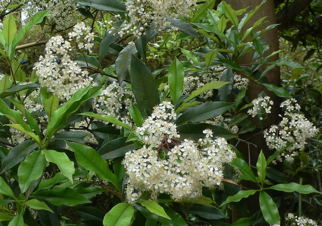 P1240302Ҷʯ-00.jpg