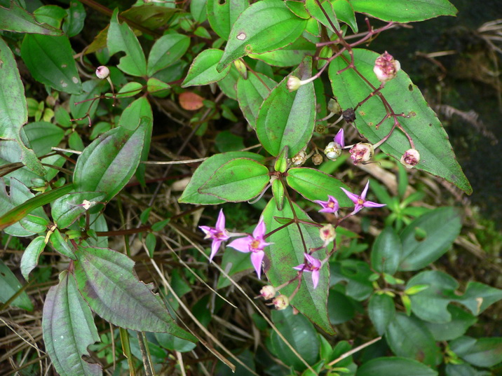 P1300143·-0.jpg