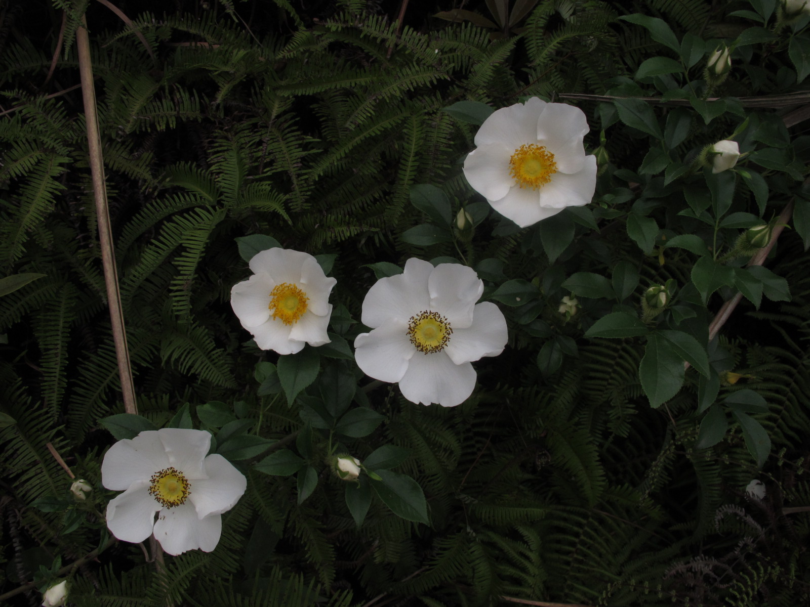 ǾޱIMG_2438.JPG