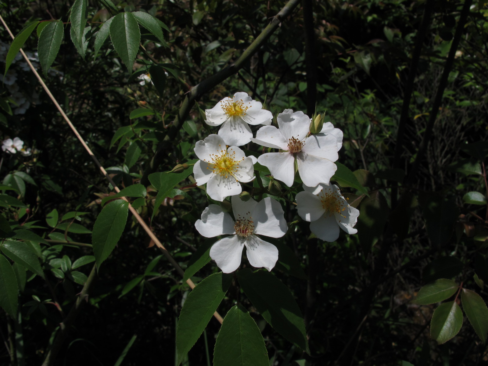 ǾޱIMG_3765.JPG