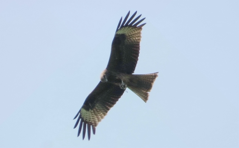 IMG_7908_.jpg