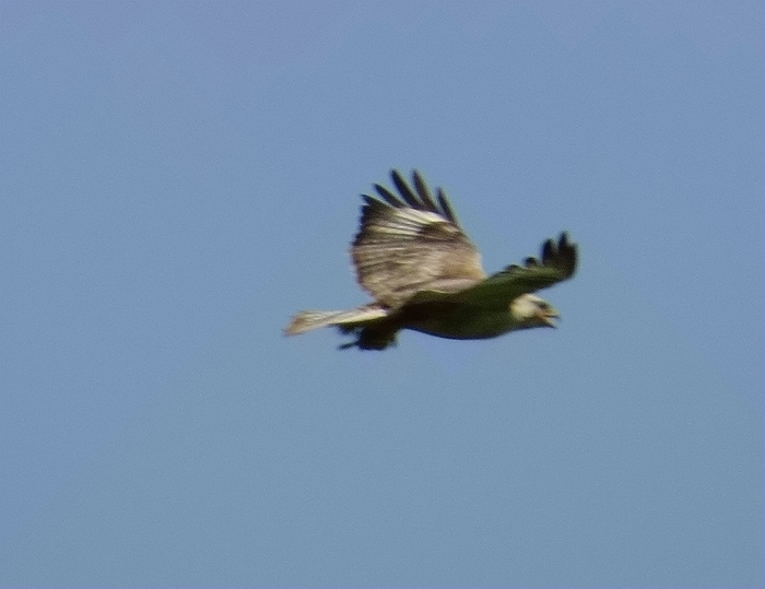 IMG_7905_.jpg