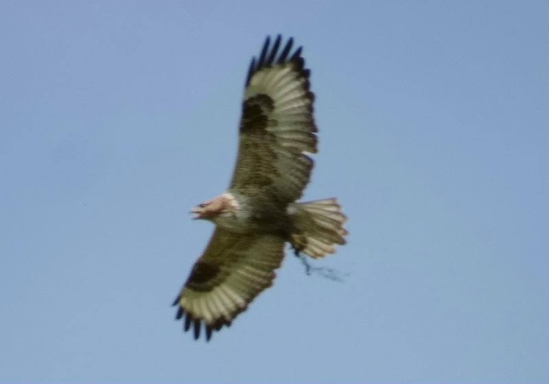 IMG_7919_.jpg