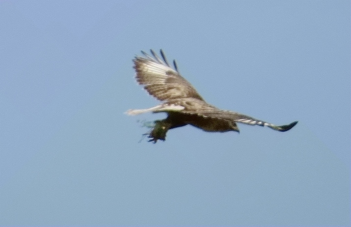 IMG_7915_.jpg
