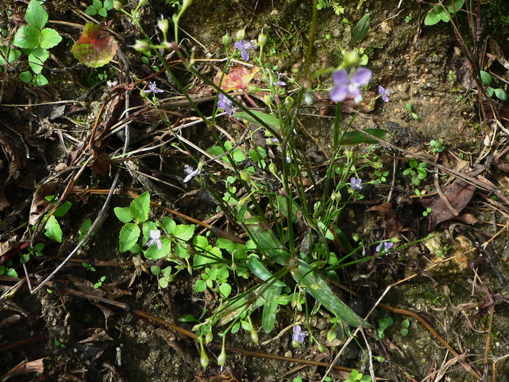P1090423㻨ˮҶ-0.jpg