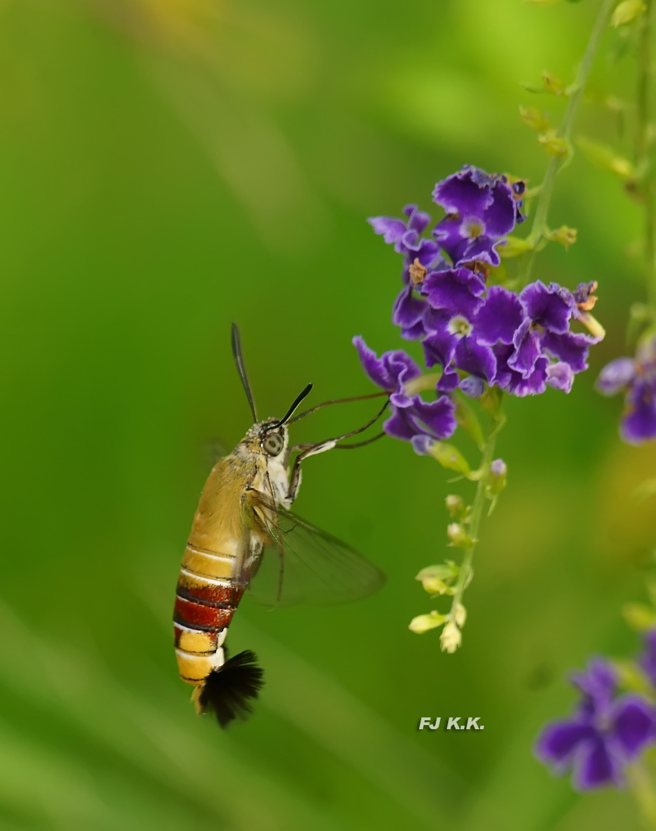 DSC07542a.jpg