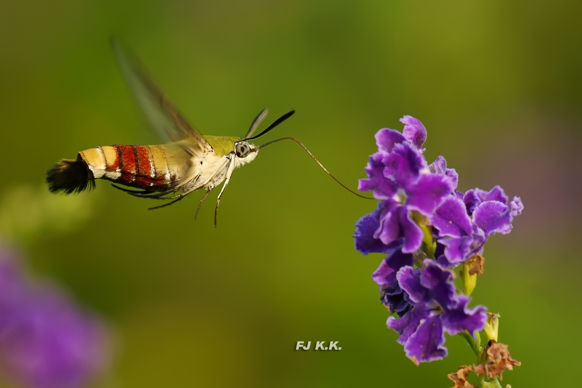 DSC07935a.jpg