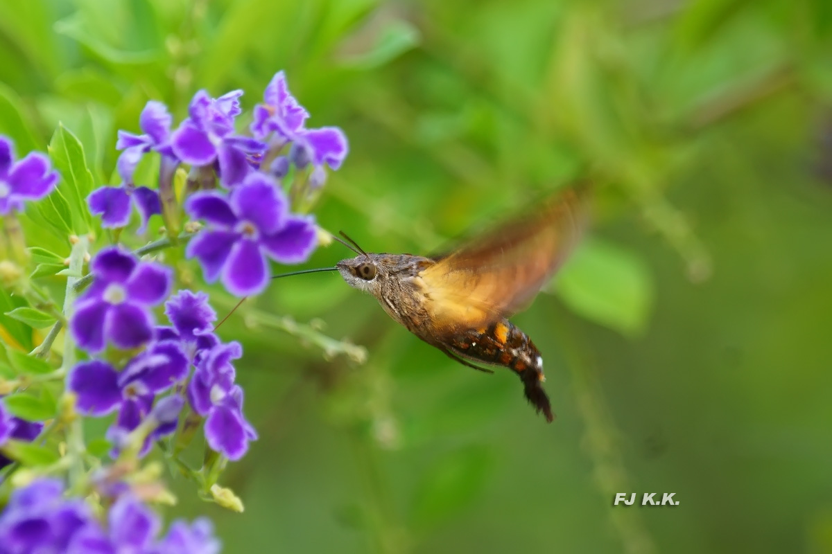 DSC08510a.jpg