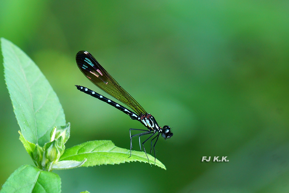 DSC04173a.jpg