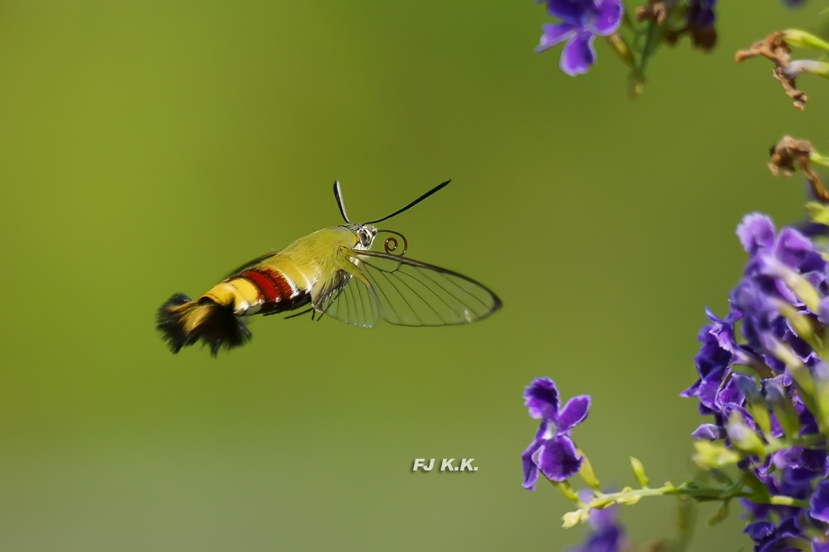 DSC08273a.jpg