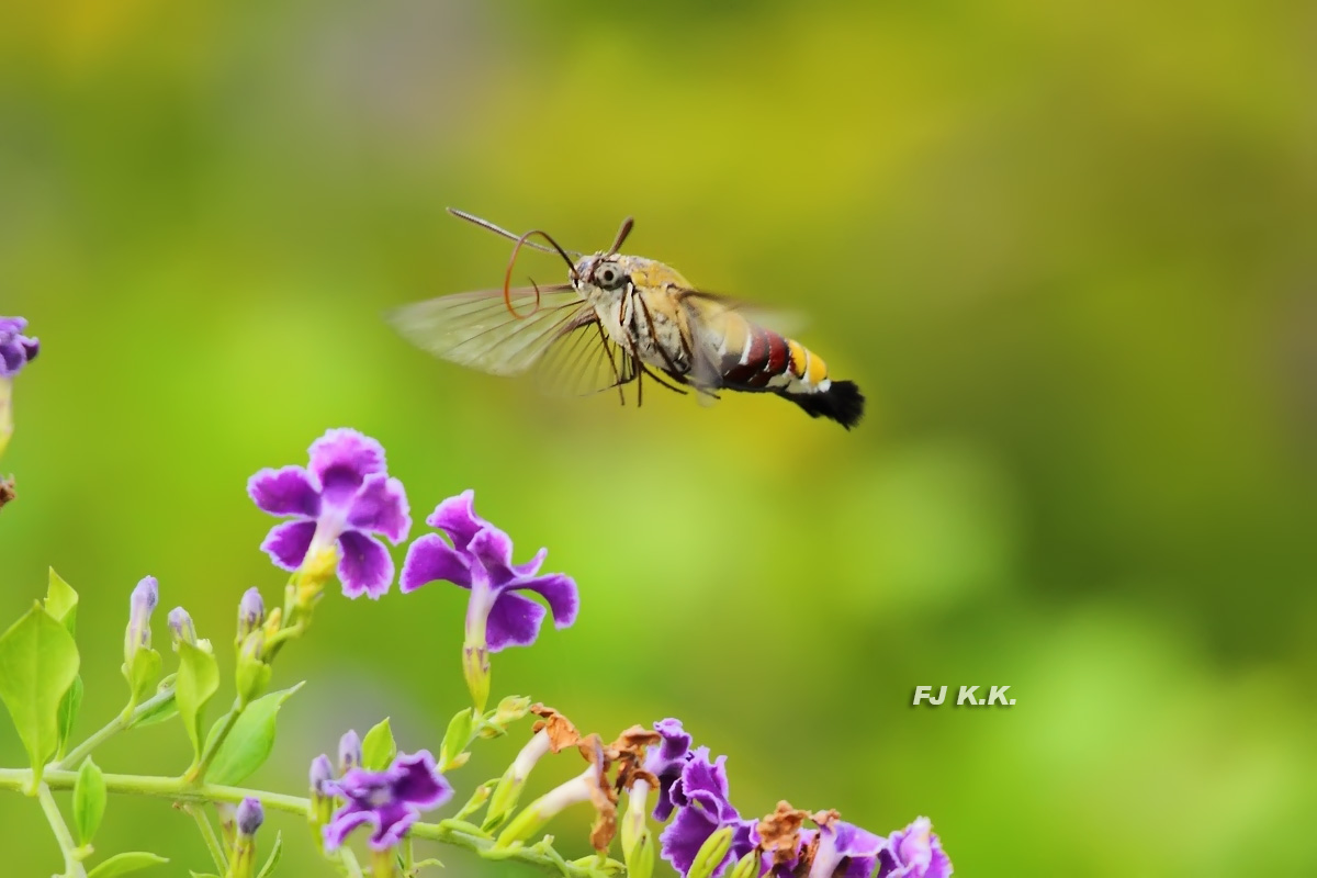 IMG_3881a.jpg