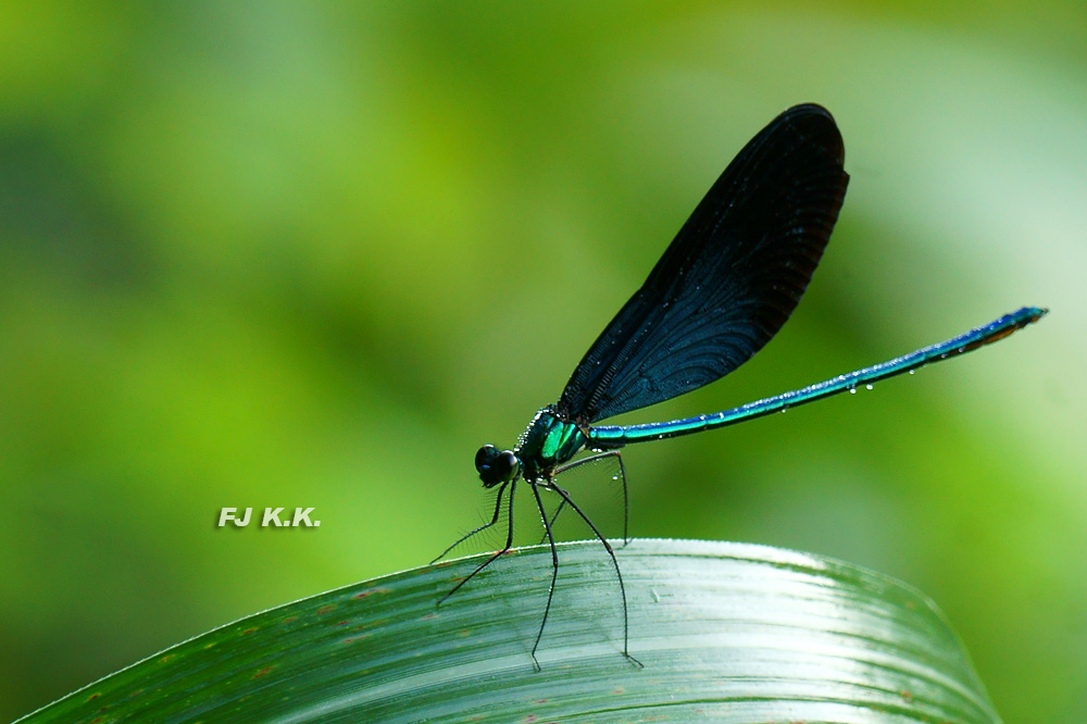 DSC04134a.jpg