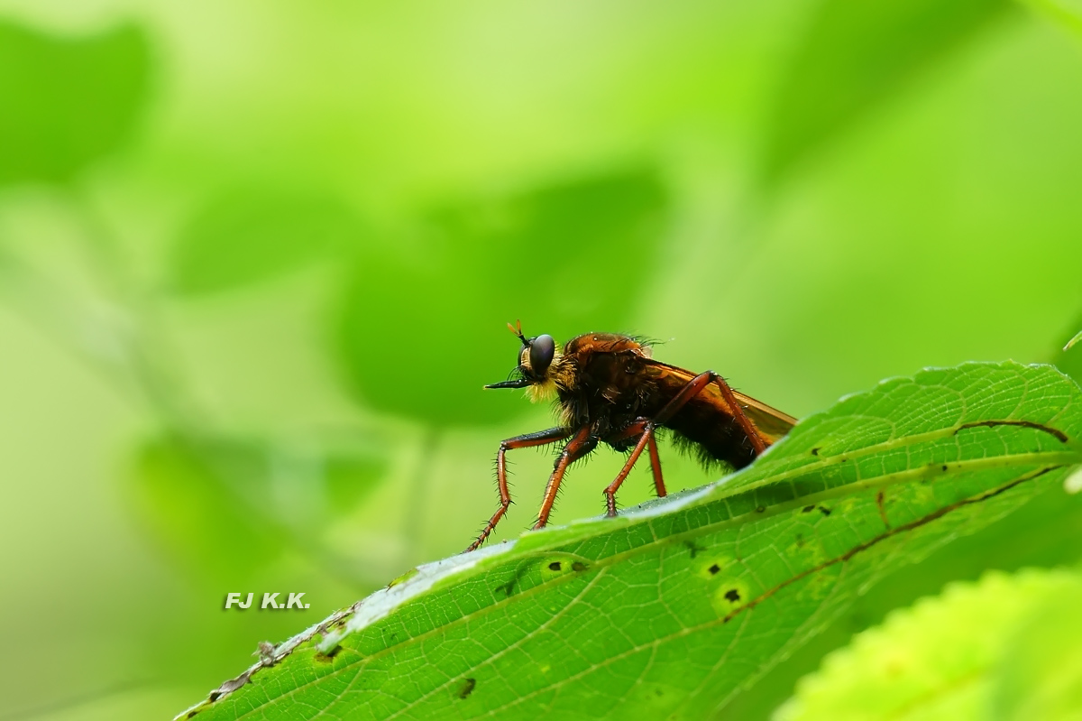 DSC02122a.jpg
